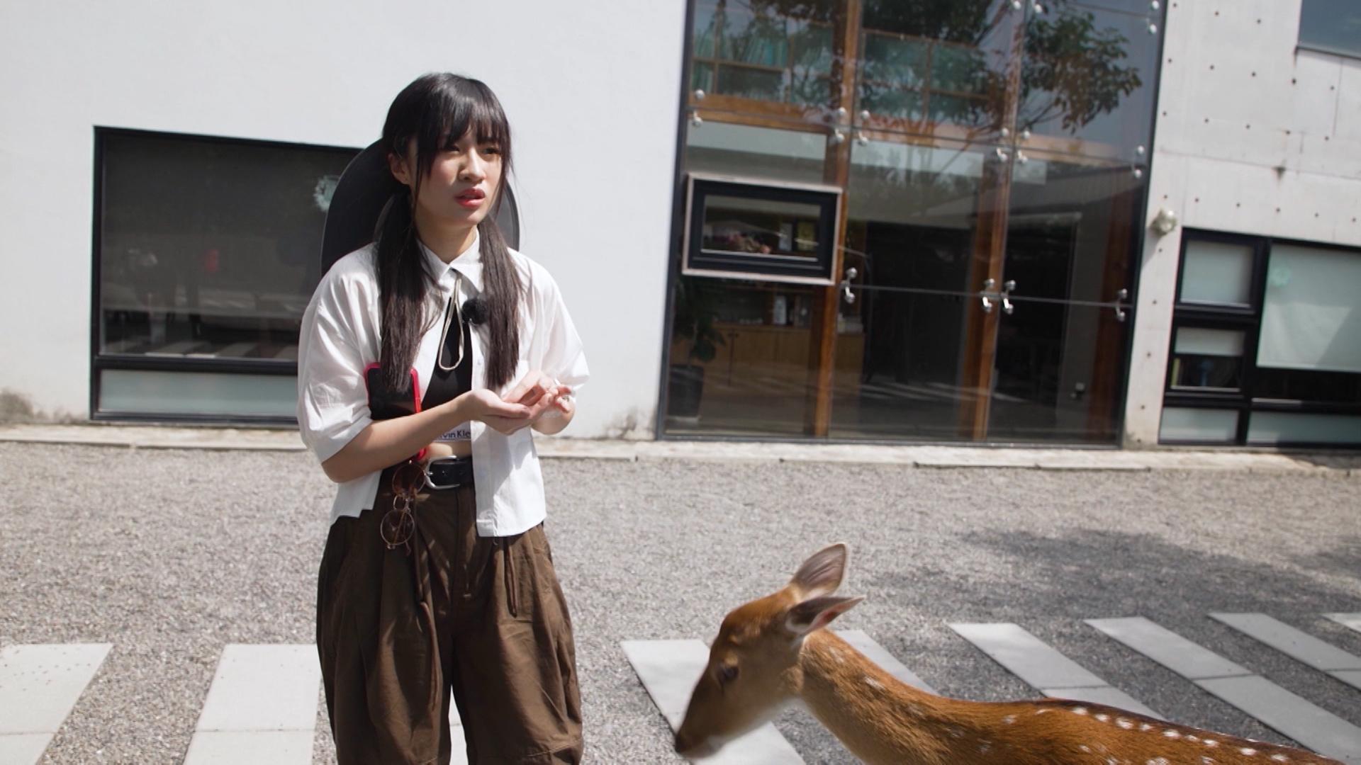 Sica體驗餵食梅花鹿