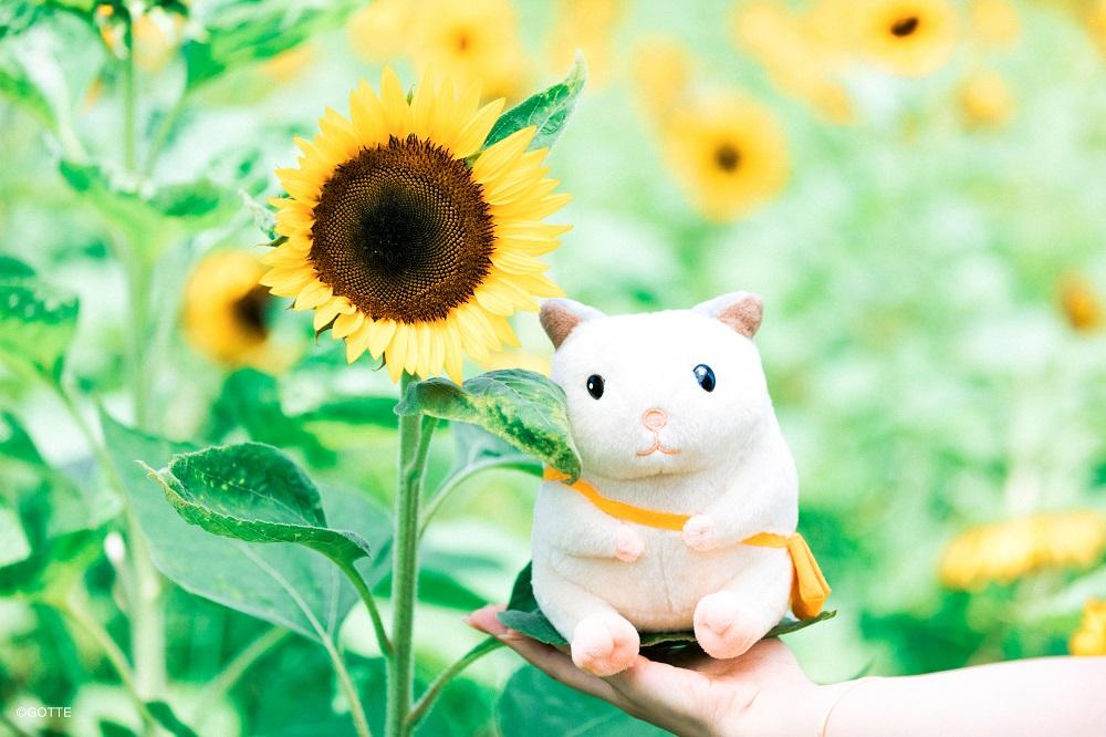 助六有著軟綿綿的可愛外型及傭懶的生活日常。