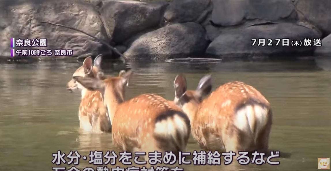 奈良公園小鹿落水消暑。(互聯網)