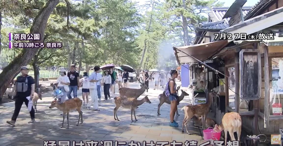 日本熱浪,民眾在猛烈陽光下遊覽奈良公園。(互聯網)
