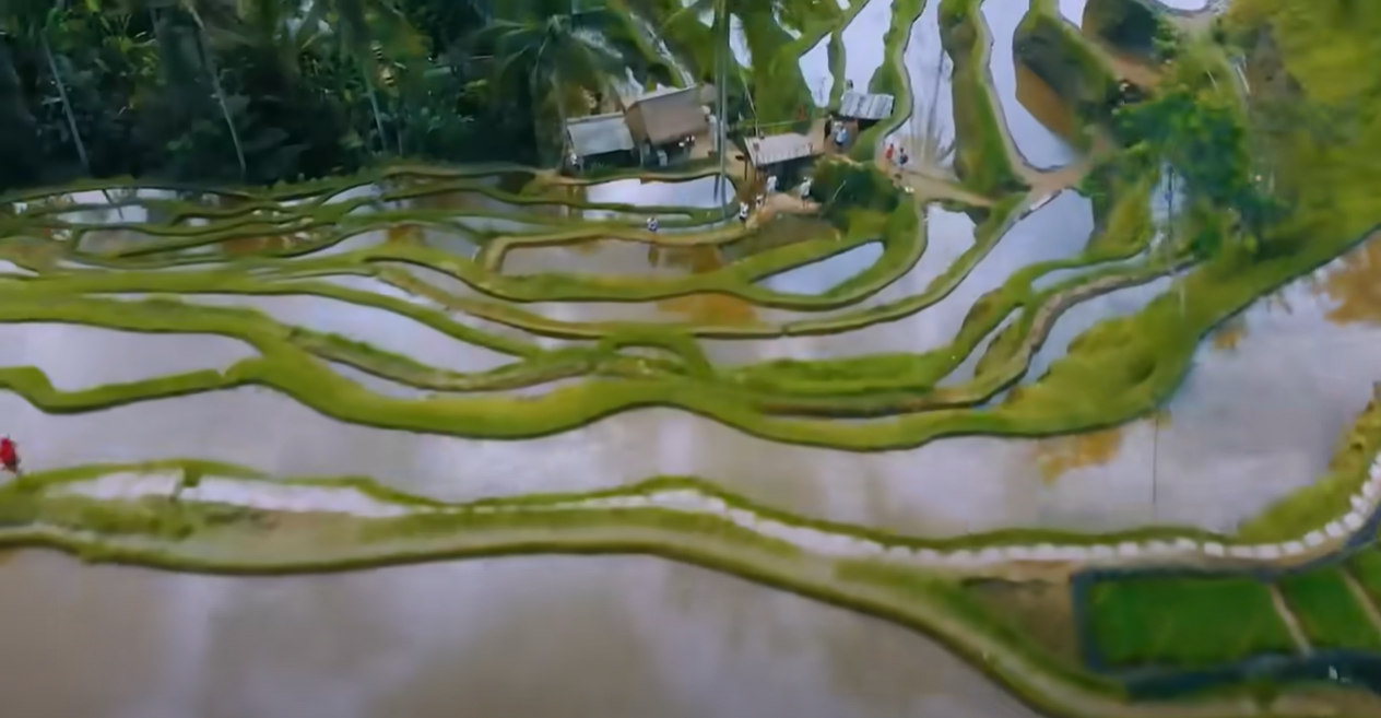 影片的梯田被指是印尼。(影片截圖)