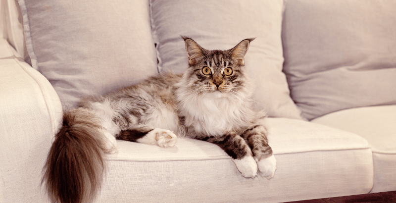 科技布梳化十分適合有毛孩或有小朋友的家庭