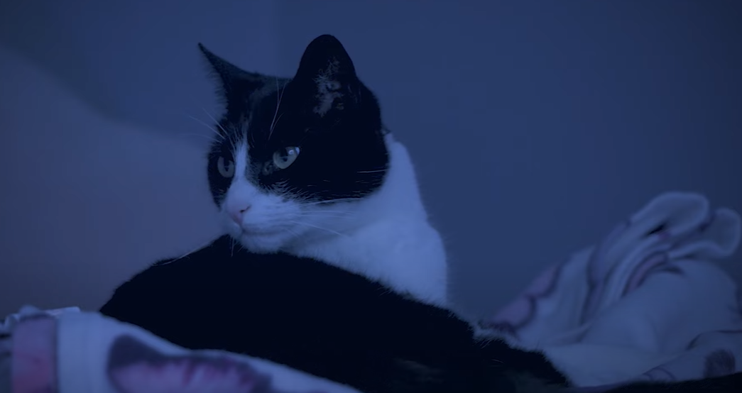 兩歲貓仔Zebby半夜會化身看更。(互聯網)