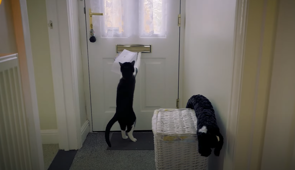 Zebby還會幫主人收信。(互聯網)