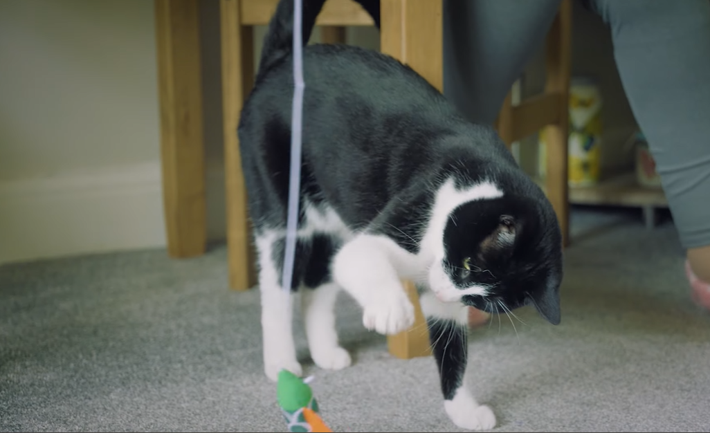 兩歲貓仔Zebby。(互聯網)