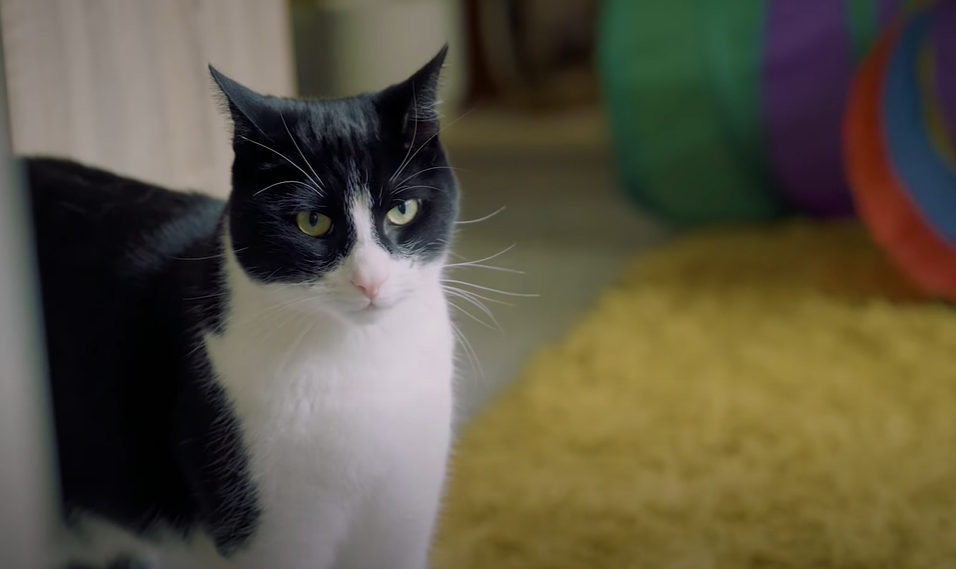 兩歲貓仔Zebby。(互聯網)