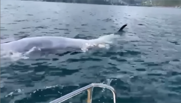 西貢鯨魚|布氏鯨再現西貢,惟疑似反肚漂海中央。