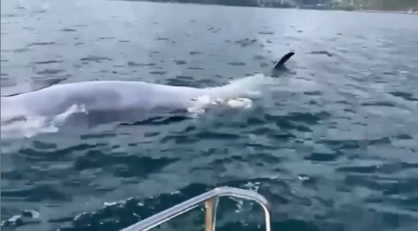 西貢鯨魚|布氏鯨再現西貢,惟疑似反肚漂海中央。