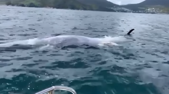 西貢鯨魚|布氏鯨再現西貢,惟疑似反肚漂海中央。