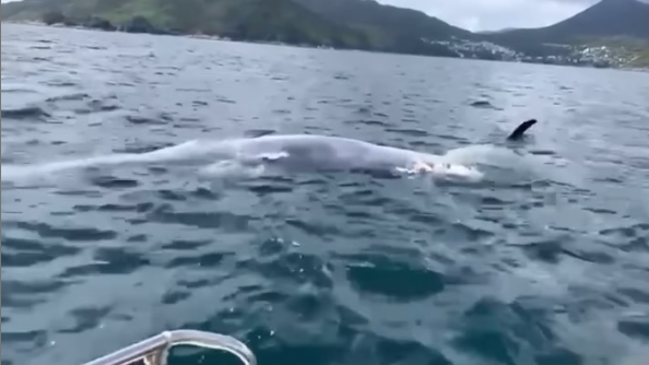西貢鯨魚|布氏鯨再現西貢,惟疑似反肚漂海中央。