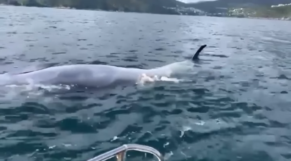 西貢鯨魚|布氏鯨再現西貢,惟疑似反肚漂海中央。