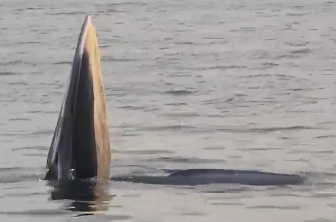 鯨魚今日再現 潛水公司籲勿游近、駛近或潛近(@FB專頁 XIX Diving (拾玖潛水))
