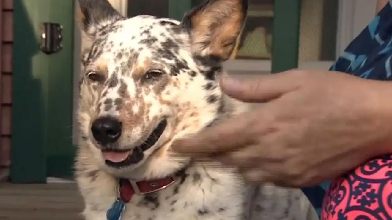 Lynn Kelly送院治理後傷勢並無大礙,至於她的愛犬亦無受傷。(Twitter)