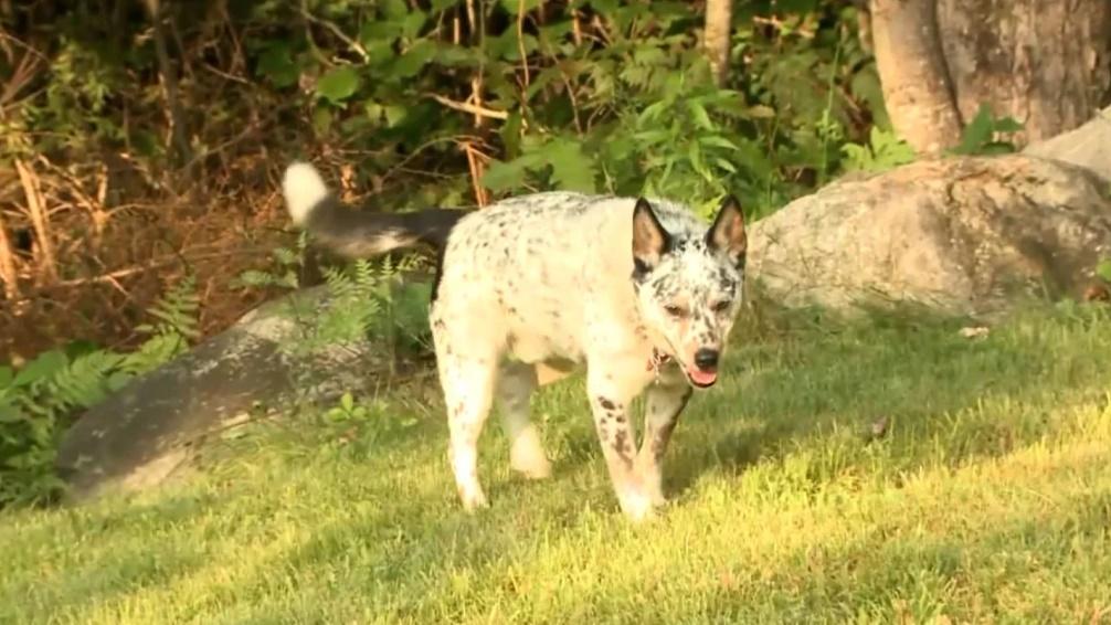 Lynn Kelly打理家中後院期間,突然聽到愛犬朝著樹林狂吠。(Twitter)