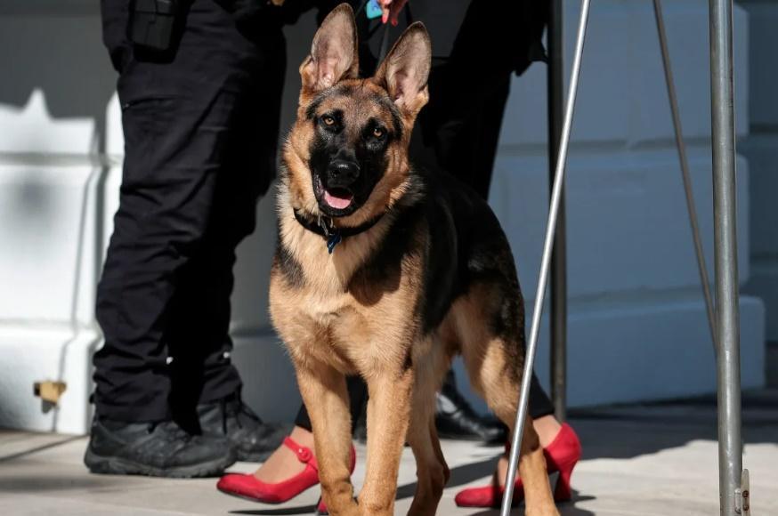 總統拜登飼養的美國第一狗「司令」Commander咬傷7名特勤人員 其中1人要送院