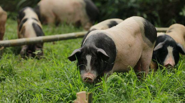 住客可看到金華火腿主要原料品種——兩頭烏。(微博)