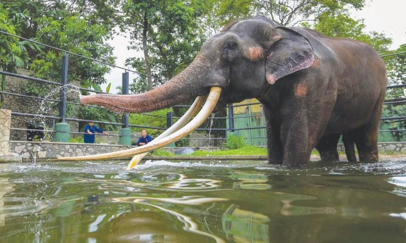 一個動物保護團體將拉加救走後安置於一個動物園內暫住。(網上圖片)