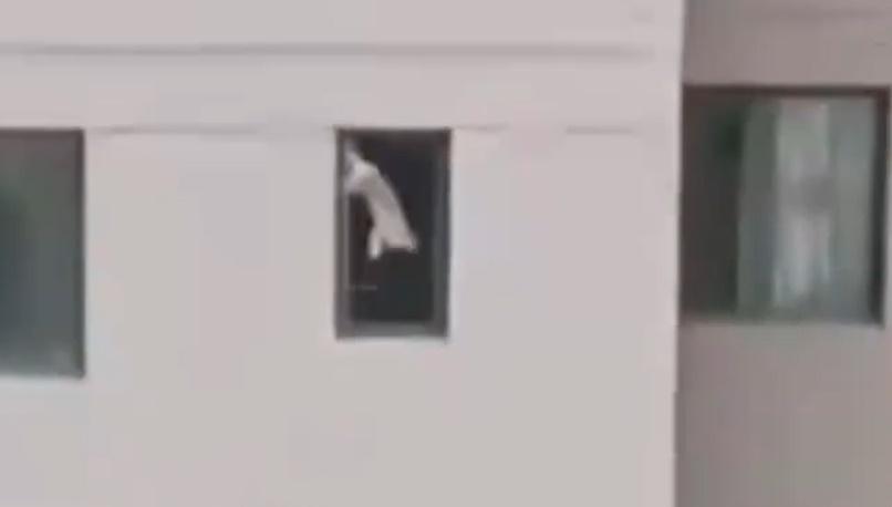 網上瘋傳一段影片顯示,一隻貓咪從高樓墮下。(微博)