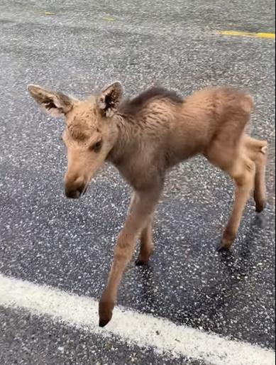 Mark駕車回家途中,發現一隻初生的小駝鹿在路邊徘徊。(YouTube)