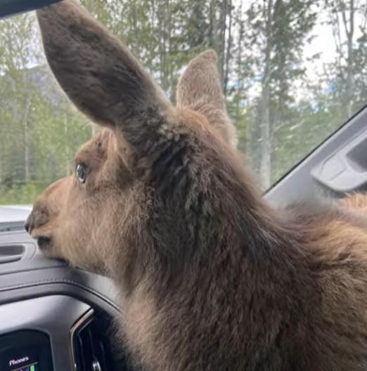 Mark將小駝鹿帶到車內,前往鎮上尋求動物保護中心的協助。(YouTube)