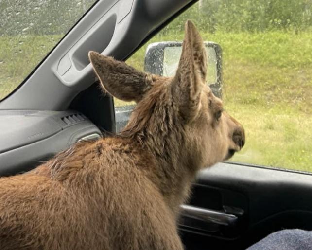 Mark將小駝鹿帶到車內,前往鎮上尋求動物保護中心的協助。(YouTube)