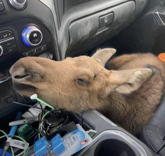 Mark將小駝鹿帶到車內,前往鎮上尋求動物保護中心的協助。(YouTube)