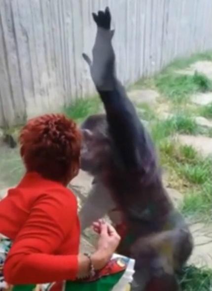 比利時女愛上黑猩猩每周隔窗親吻。(Youtube截圖)