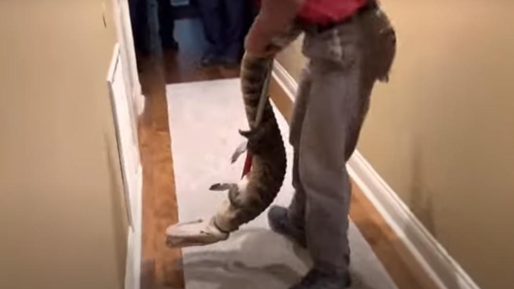 動物專家用繩索長桿捉著鱷魚。(YouTube)