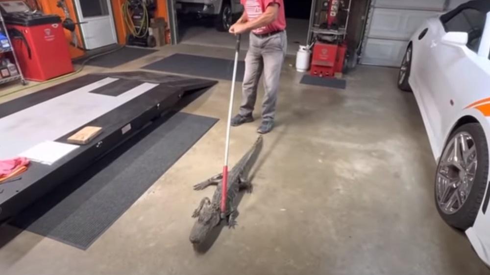 鱷魚被帶到車庫,再用膠帶封住牠的咀和四肢。(YouTube)