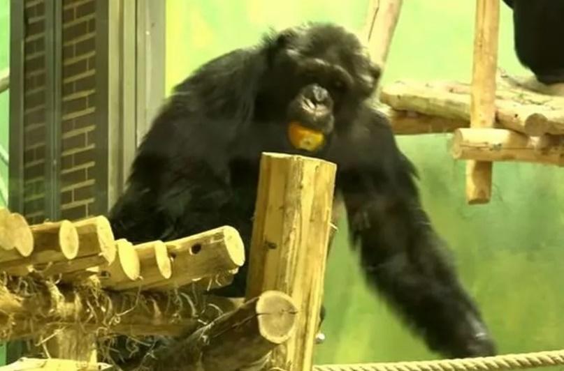 園方強調,Chita是一個例外,牠從小在家裡和人類一起長大,直到8歲才來到動物園,如今38歲的牠還是更喜歡人類。(網上圖片)