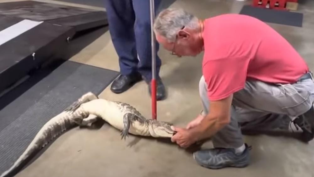 鱷魚被帶到車庫,再用膠帶封住牠的咀和四肢。(YouTube)
