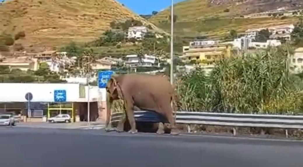 大象踩著沉重的步伐,沿著高速公路旁緩慢地行走,朝著當地一間知名超市Eurospin走去。(YouTube)