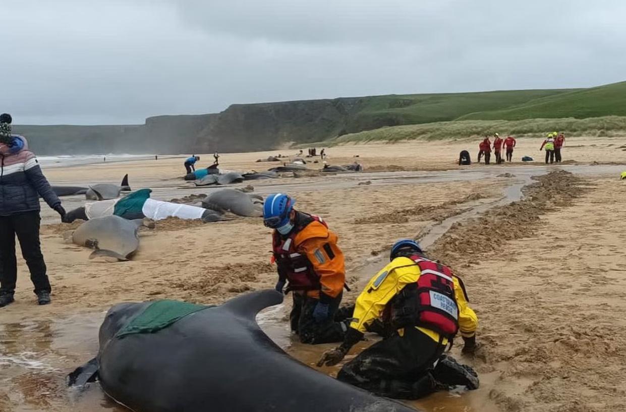 出於人道考量,決定將少數倖存鯨魚進行安樂死。(網上圖片)