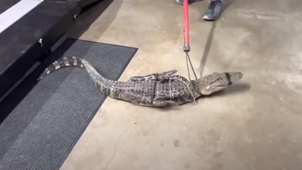鱷魚被帶到車庫,再用膠帶封住牠的咀和四肢。(YouTube)