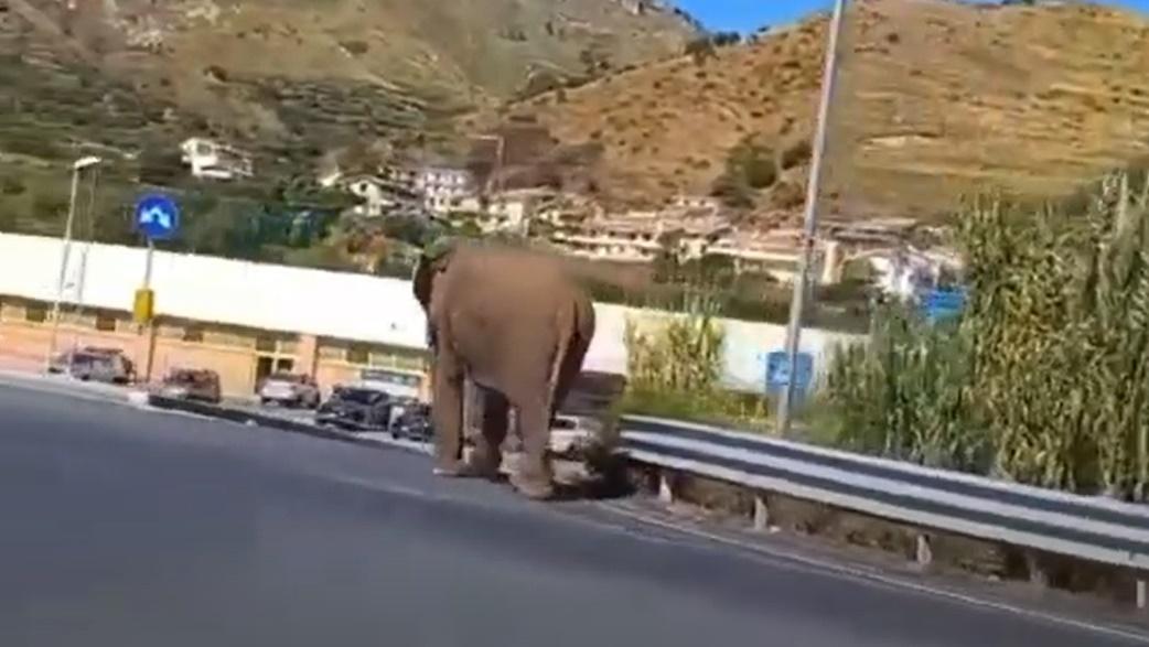 大象踩著沉重的步伐,沿著高速公路旁緩慢地行走,朝著當地一間知名超市Eurospin走去。(YouTube)