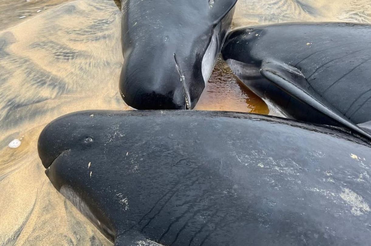 專家指,領航鯨社會連結性出名緊密,任何同伴有難都不會棄之不顧。(網上圖片)