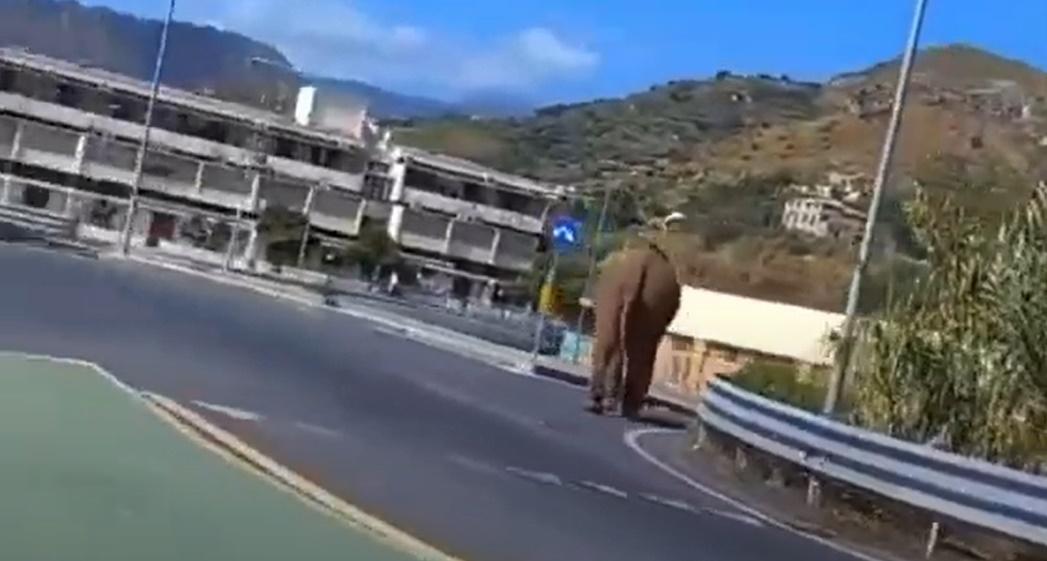 拍攝者不禁笑道:「Eurospin有大象大駕光臨。」(YouTube)