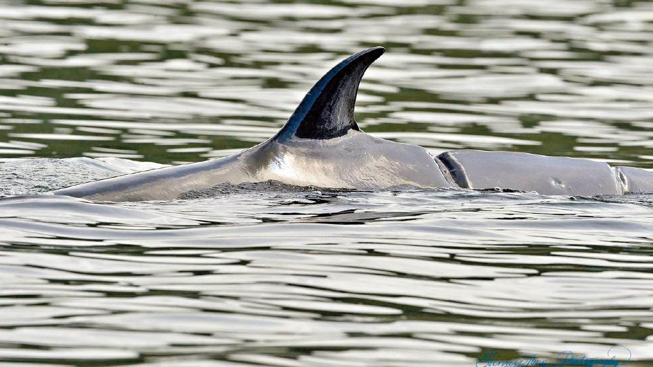 西貢鯨魚背部有螺旋槳造成的傷痕。 (資料圖片/Sunny Tong圖片)