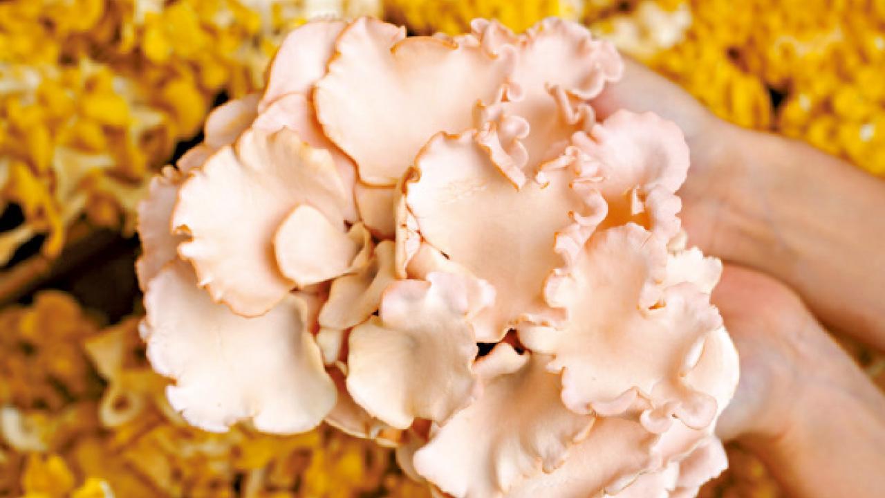 玫瑰珊瑚菇 $10/100克