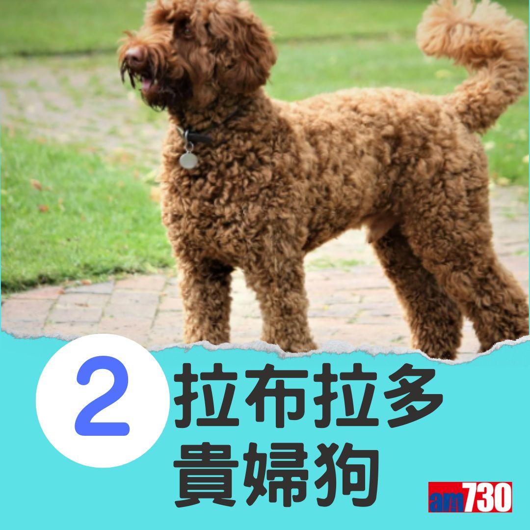 十大最易有分離焦慮症狗狗。(am730製圖)