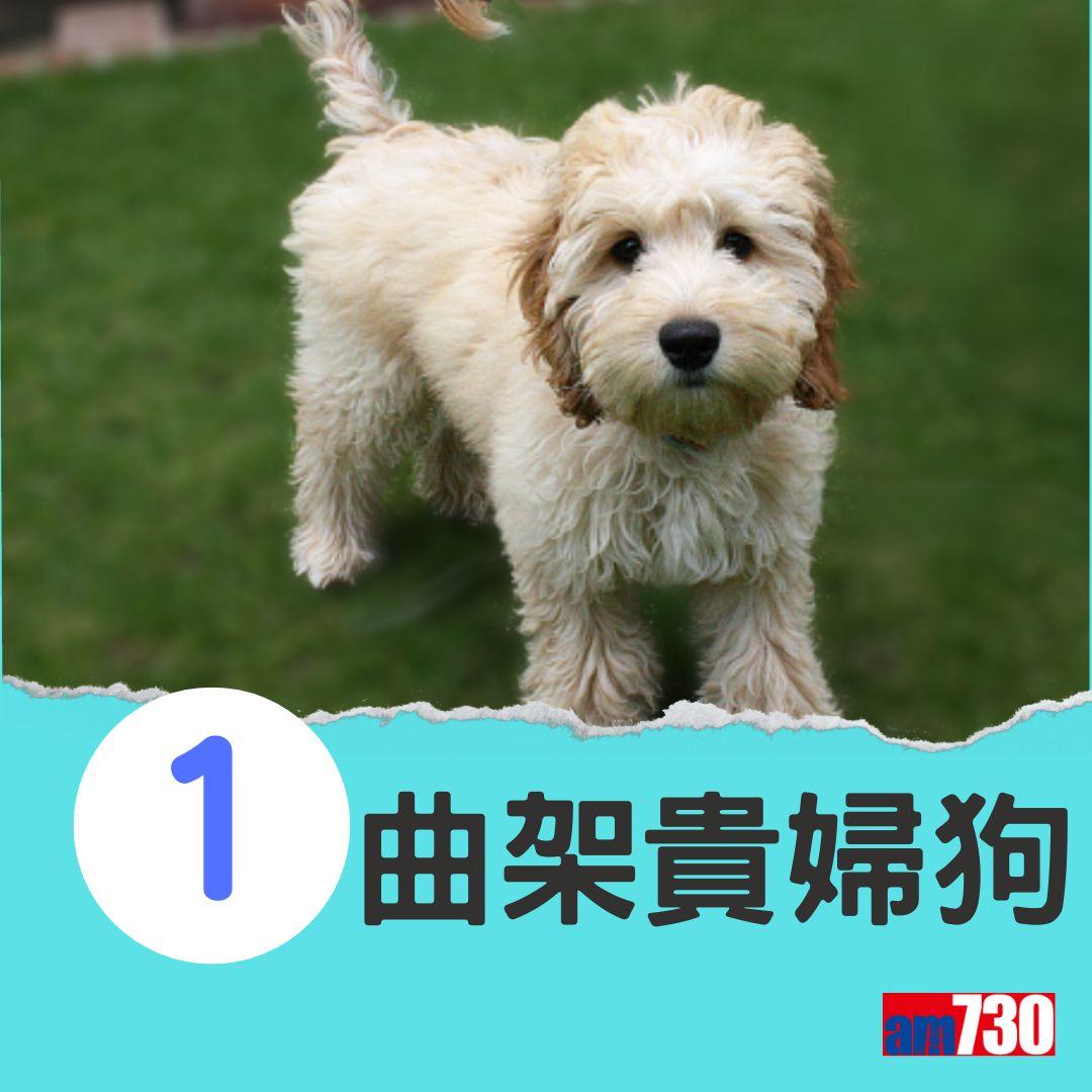 十大最易有分離焦慮症狗狗。(am730製圖)