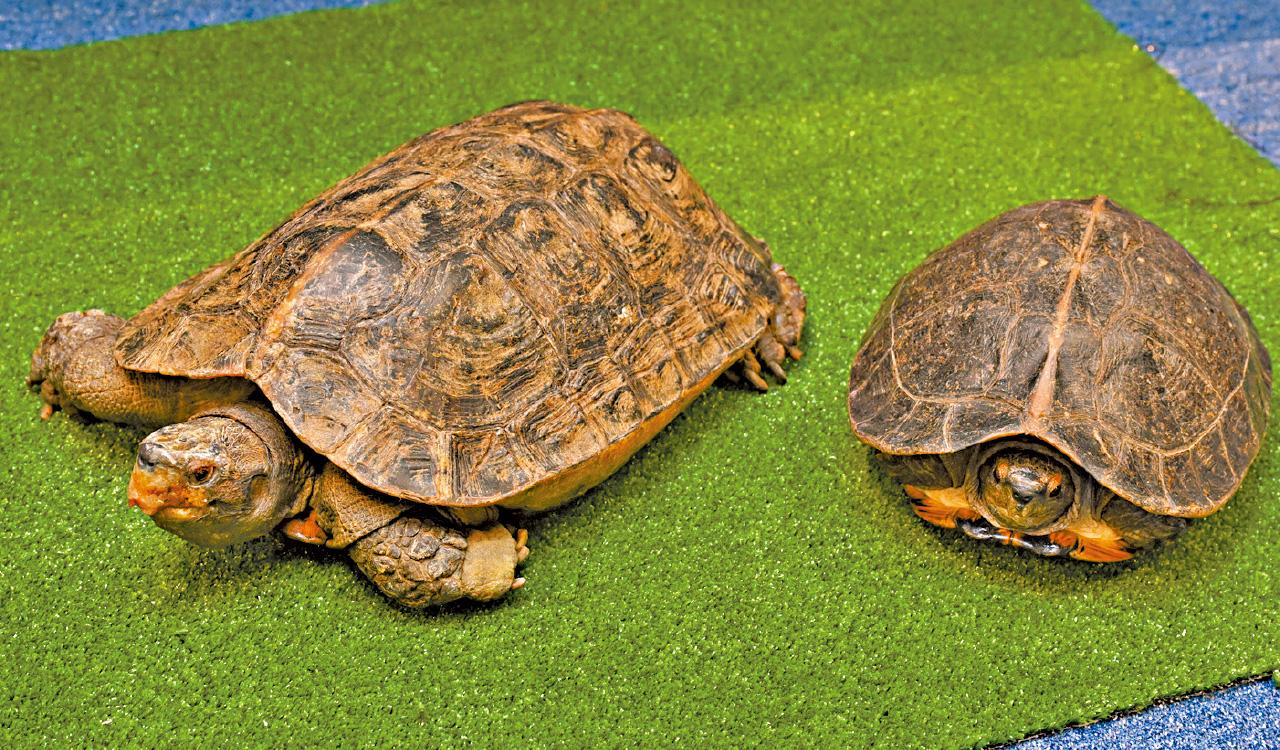 瀕危野生動物 龜 亞洲巨龜