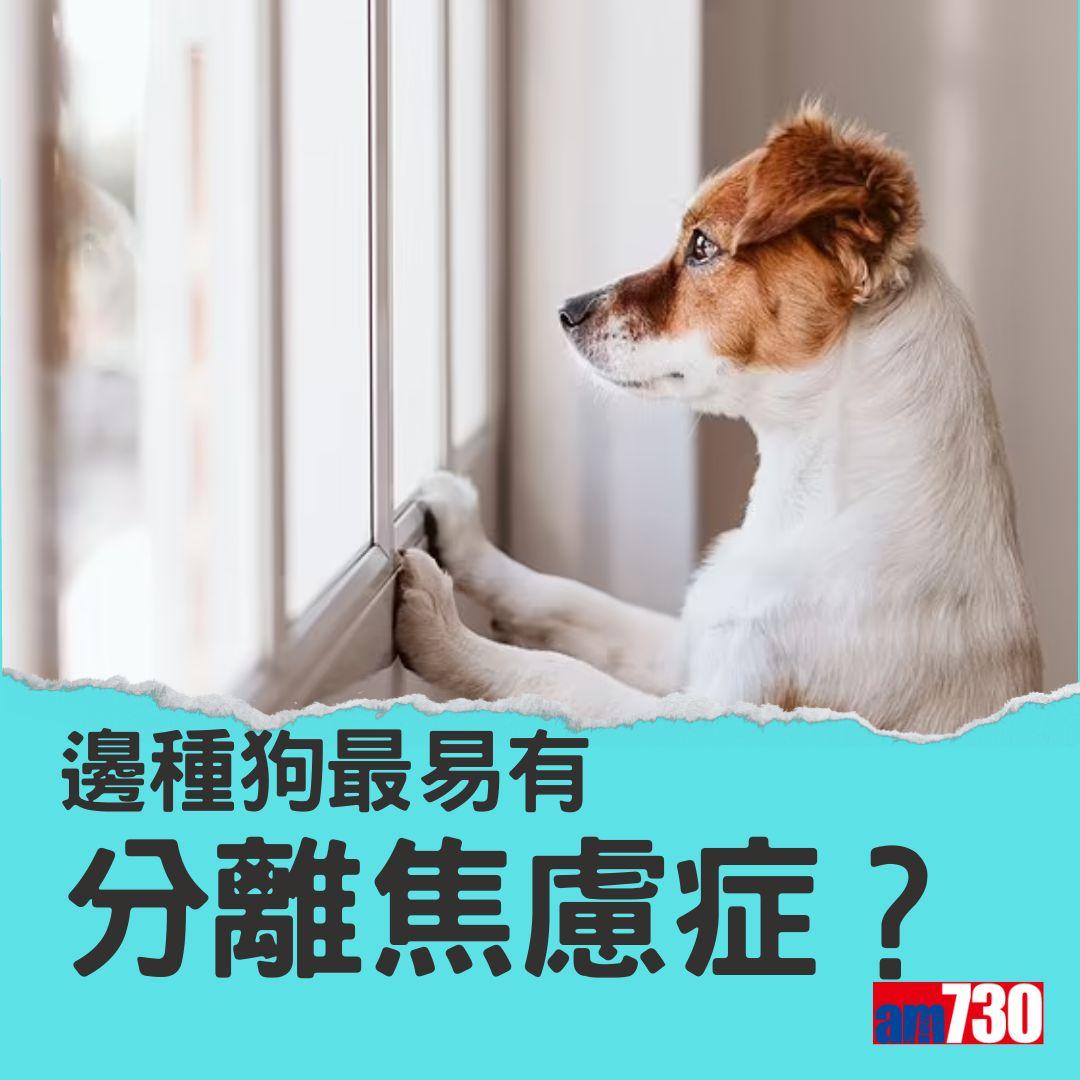 十大最易有分離無慮症狗狗。(am730製圖)