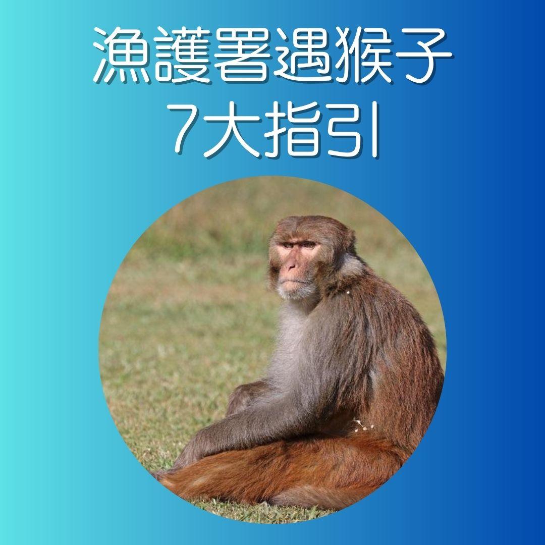 漁護署指引,遇到猴子時注意事項。(AM730製圖)