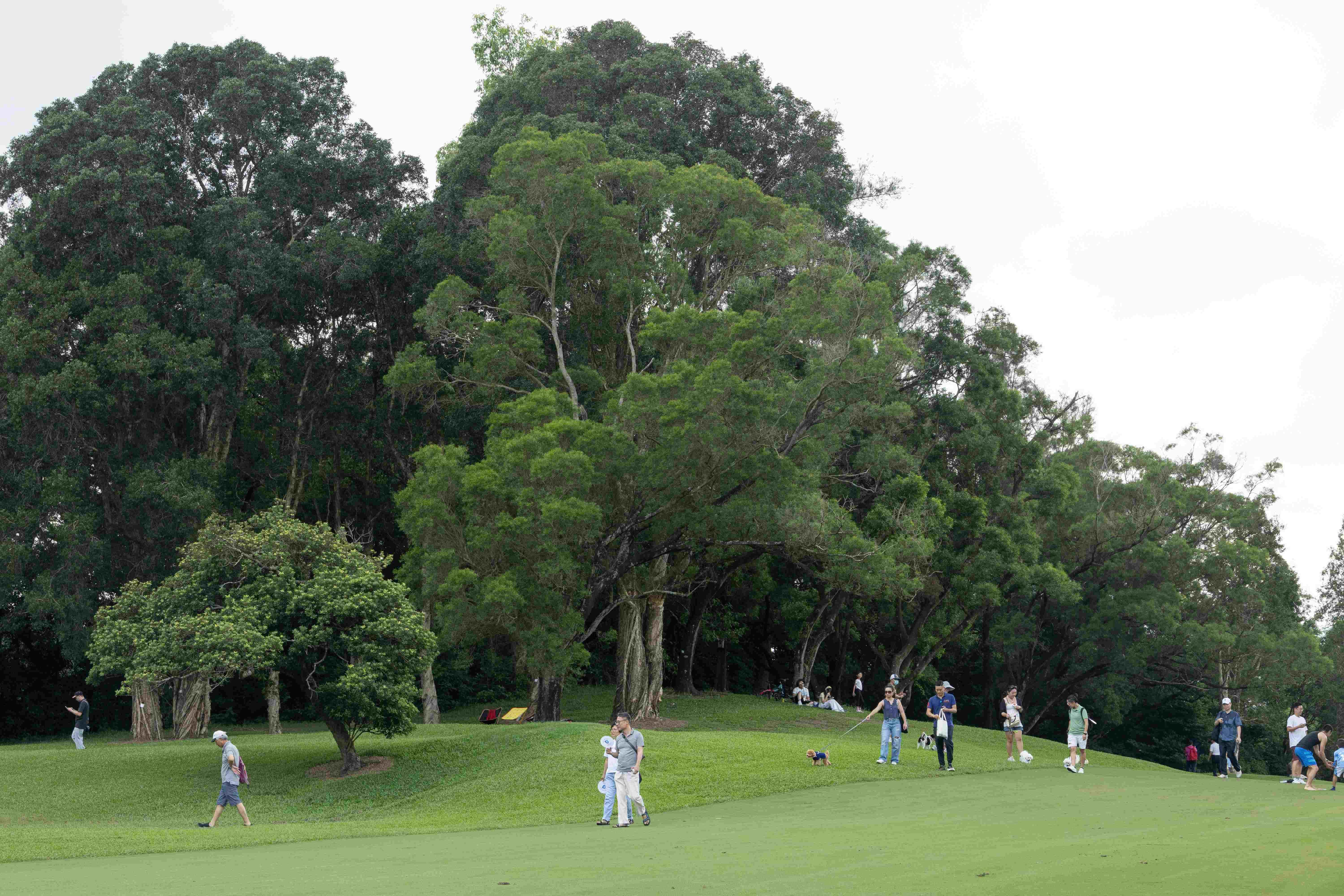 上水 粉嶺香港哥爾夫球會開放部份場地給予公眾消閑 粉嶺高球場
