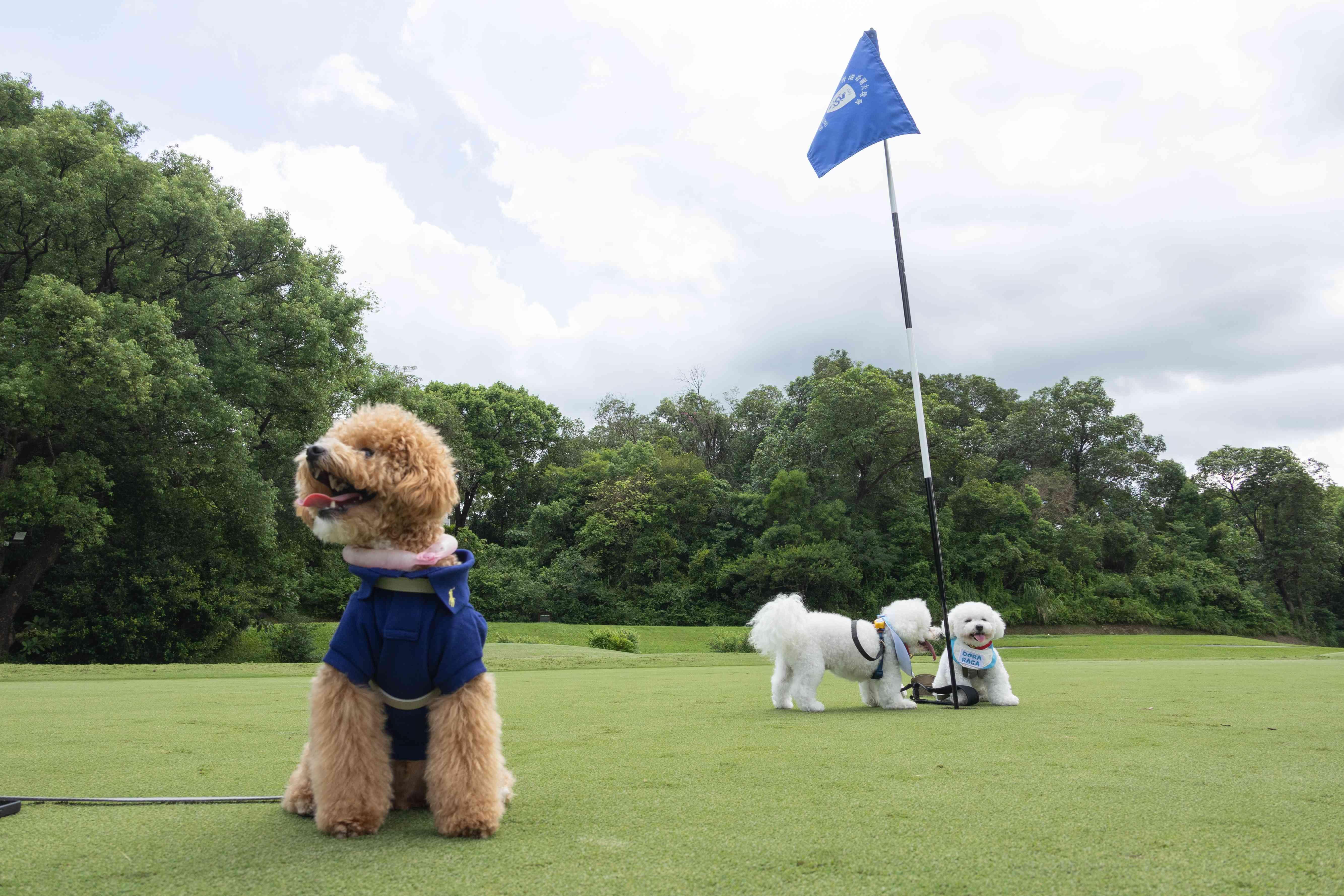 上水 粉嶺香港哥爾夫球會開放部份場地給予公眾消閑 粉嶺高球場