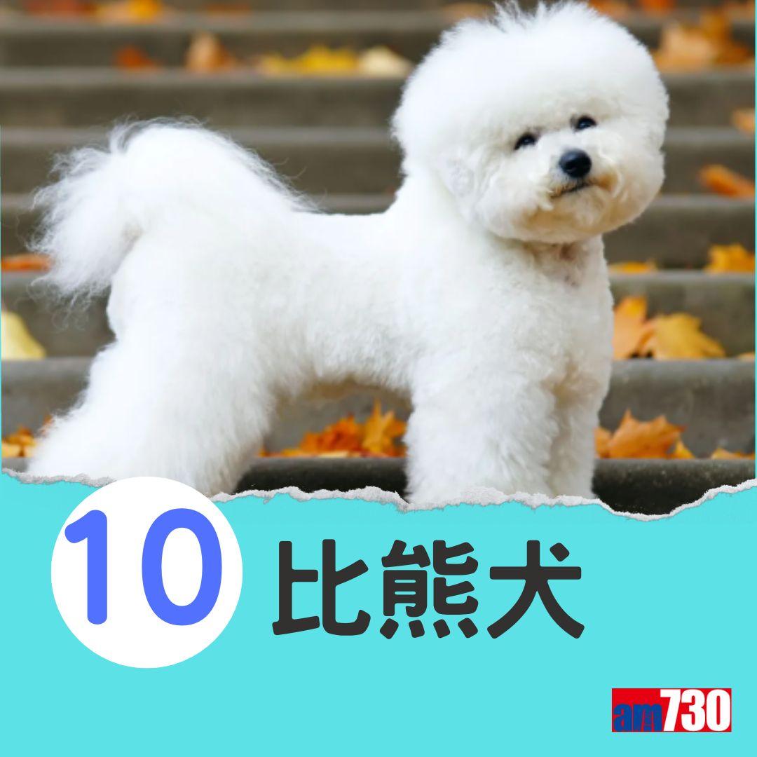 十大最易有分離焦慮症狗狗。(am730製圖)