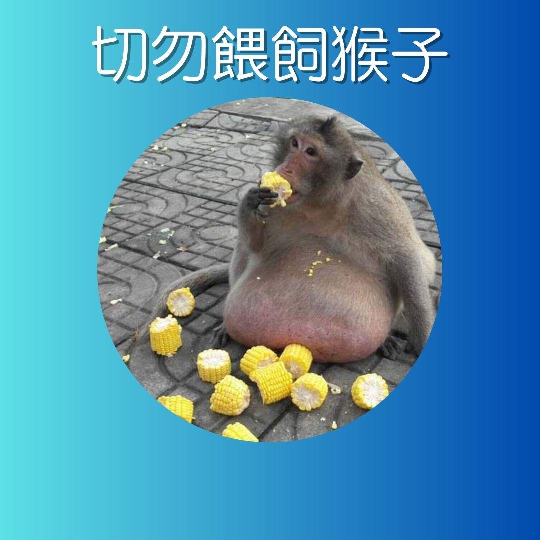 漁護署指引,遇到猴子時注意事項。(AM730製圖)