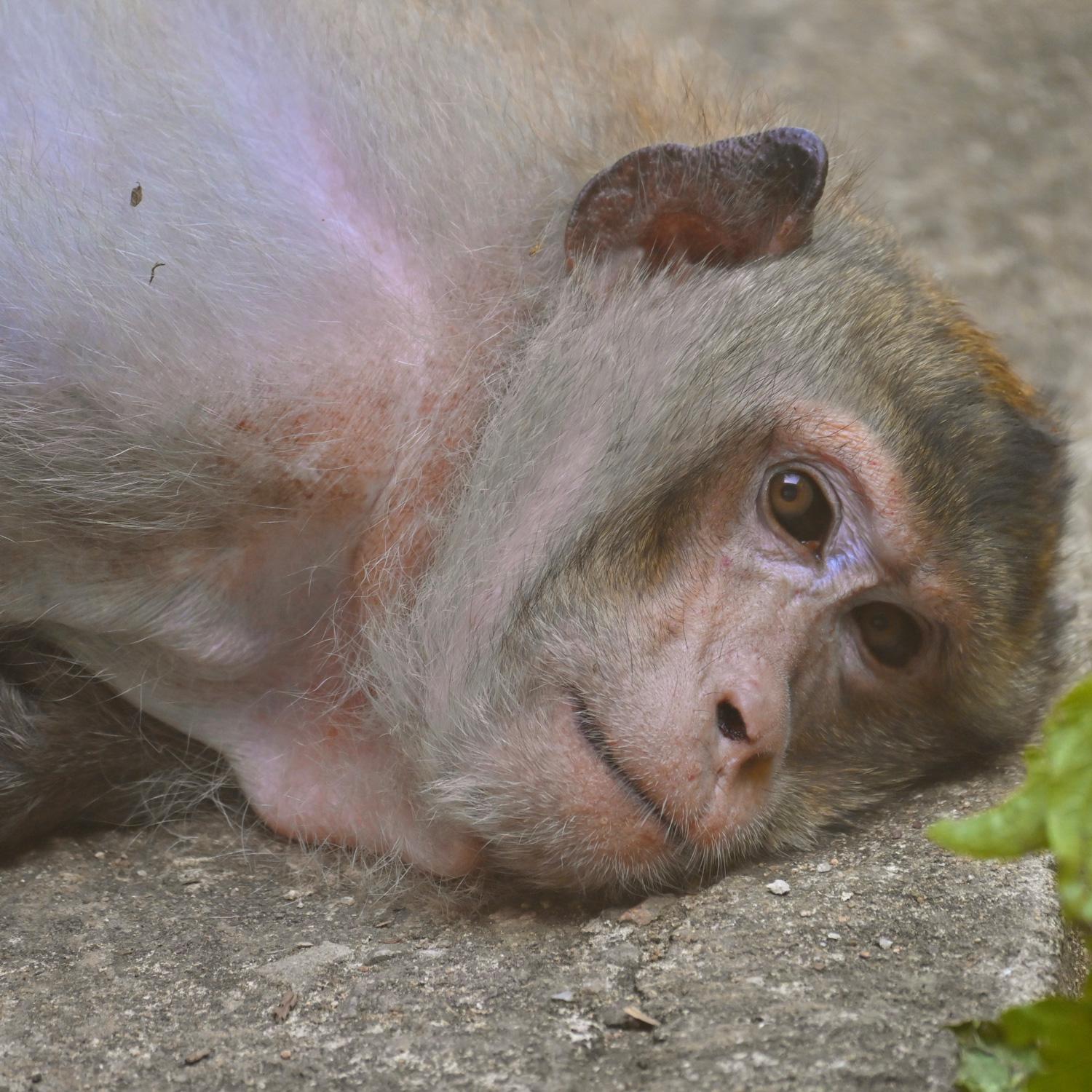 園內的動物護理員,會非常想念「肥仔」。