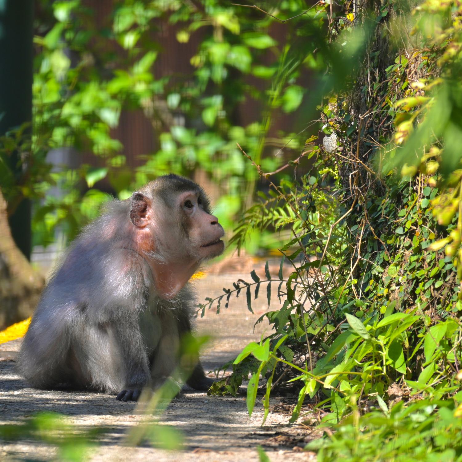 嘉道理農場獼猴「肥仔」高齡離世 享年34歲